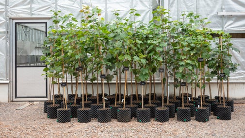 The 49 'Trees of Hope' saplings from the Sycamore Gap tree